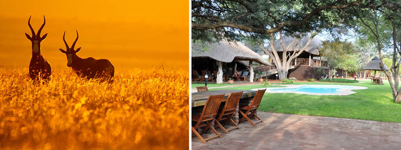 Vilda djur i sydafrikansk natur, och omrde med pool kring Temba Safari Lodge i Sydafrika.